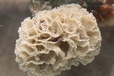 Genus - Triphyllozoon Washed up on beach. Australia,Eamw marine flora,Encounter Bay SA,Fall,Geotagged