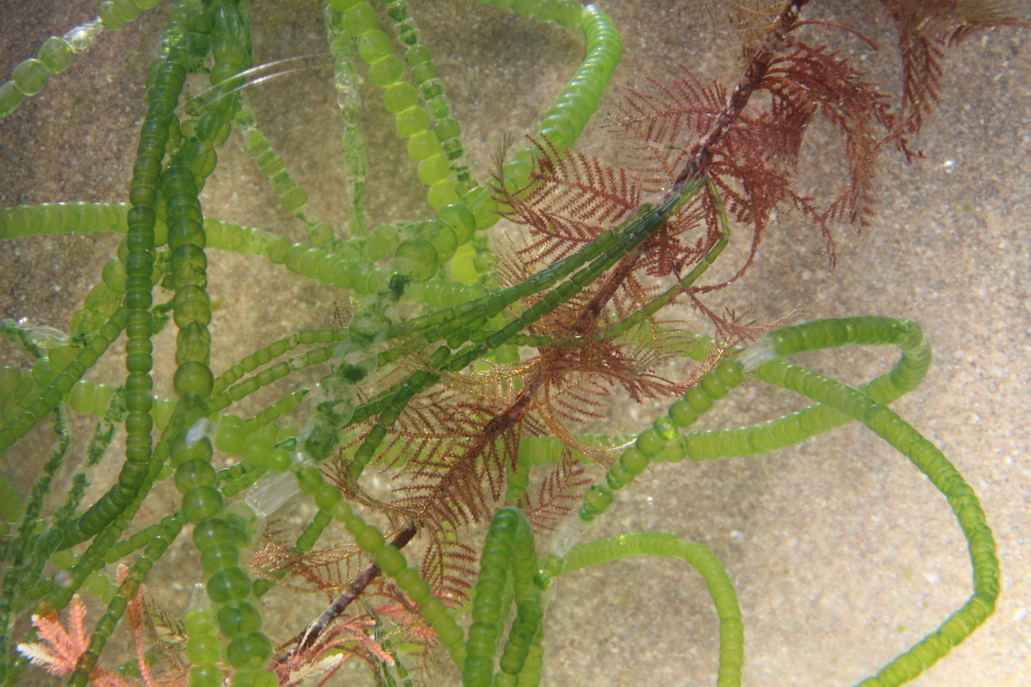 Mermaids necklace- Chaetomorpha coliformis The long green branchlets are offshoots of the brown feathery stems. Found washed up on beach. Australia,Chaetomorpha coliformis,Fall,Geotagged,Sea Emeralds
