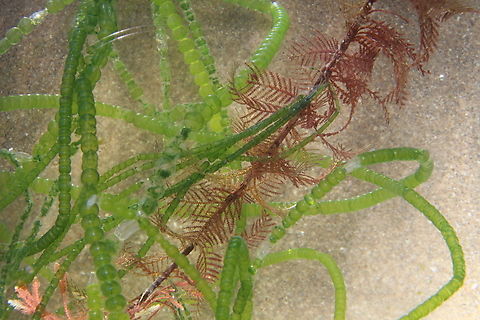 Mermaids necklace- Chaetomorpha coliformis The long green branchlets are offshoots of the brown feathery stems. Found washed up on beach. Australia,Chaetomorpha coliformis,Fall,Geotagged,Sea Emeralds