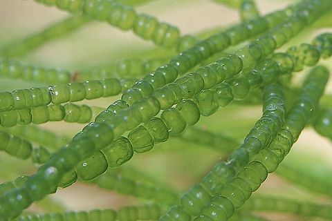 Meermaids necklace -  Chaetomorpha coliformis Found washed up on beach. Australia,Chaetomorpha coliformis,Eamw marine flora,Encounter Bay SA,Fall,Geotagged,Sea Emeralds