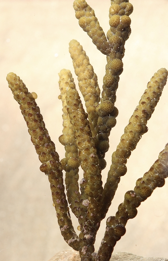 Warty Twig Seaweed - Scaberia agardhii Found washed up on the beach. Australia,Eamw marine flora,Encounter Bay SA,Fall,Geotagged,Scaberia agardhii