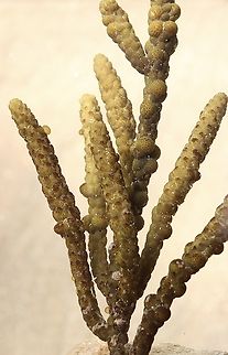 Warty Twig Seaweed - Scaberia agardhii Found washed up on the beach. Australia,Eamw marine flora,Encounter Bay SA,Fall,Geotagged,Scaberia agardhii