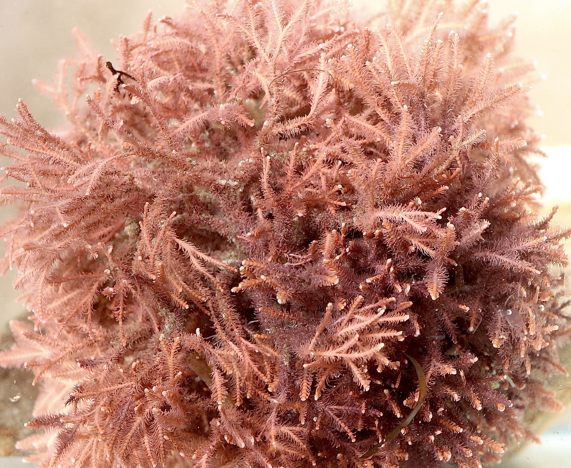 Jania rosea Jania is a genus of red macroalgae with hard, calcareous, branching skeletons in the family Corallinaceae. Wikipedia Australia,Eamw marine flora,Encounter Bay SA,Fall,Geotagged,Jania rosea