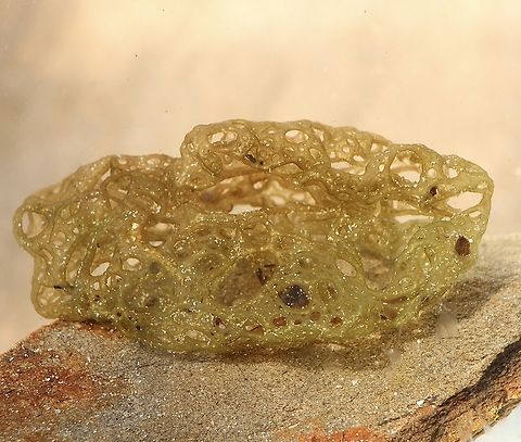 Hydroclathrus clathratus Found washed up on beach. Australia,Eamw marine flora,Encounter Bay SA,Fall,Geotagged,Hydroclathrus clathratus