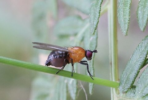 Sapromyza sciomyzina  Australia,Geotagged,Sapromyza sciomyzina,Spring,St.Georges Basin NSW,eamw flies
