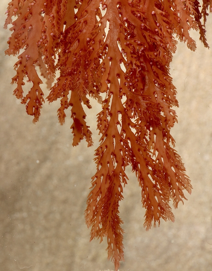 Unidentified red algae. Washed up on beach. Australia,Eamw marine flora,Encounter Bay SA,Fall,Geotagged