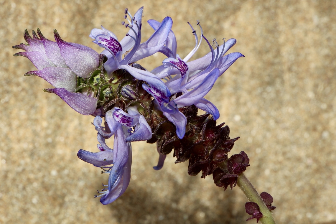 Lobster bush - Coleus neochilus Ground cover plant . Introduced to Australia from Africa. Coleus neochilus,Eamw flora,Encounter Bay SA,Introduced flora