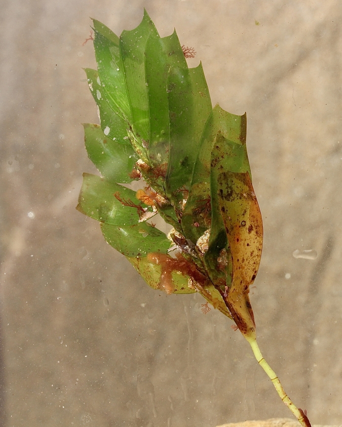 Amphibolis antarctica Washed up on beach. There are small red algae visible wich have attached themselves onto the plant. Amphibolis antarctica,Australia,Eamw marine flora,Encounte Bay SA,Fall,Geotagged