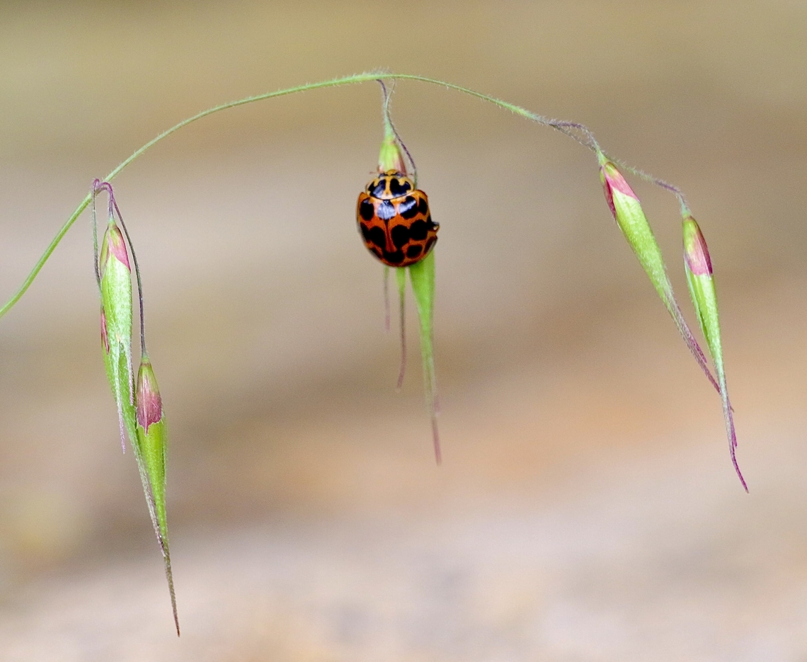 Asian Lady Beetle - Harmonia axyridis  Australia,Eamw beetles,Geotagged,Harmonia axyridis,Ingalalla falls SA,Multicolored Asian Lady Beetle,Winter