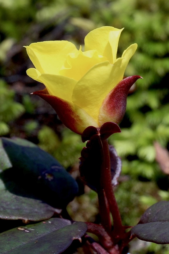 Genus - Hibbertia .  Australia,Eamw flora,Geotagged,Nowra Nsw,Winter