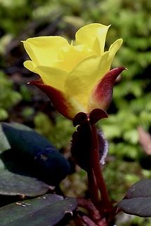 Genus - Hibbertia .  Australia,Eamw flora,Geotagged,Nowra Nsw,Winter