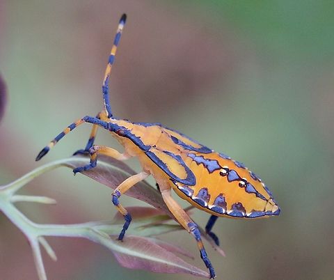 Amorbus alternatus  Amorbus alternatus,Australia,Bairnsdale Vic,Eamw leaf-footed bugs,Geotagged,Summer