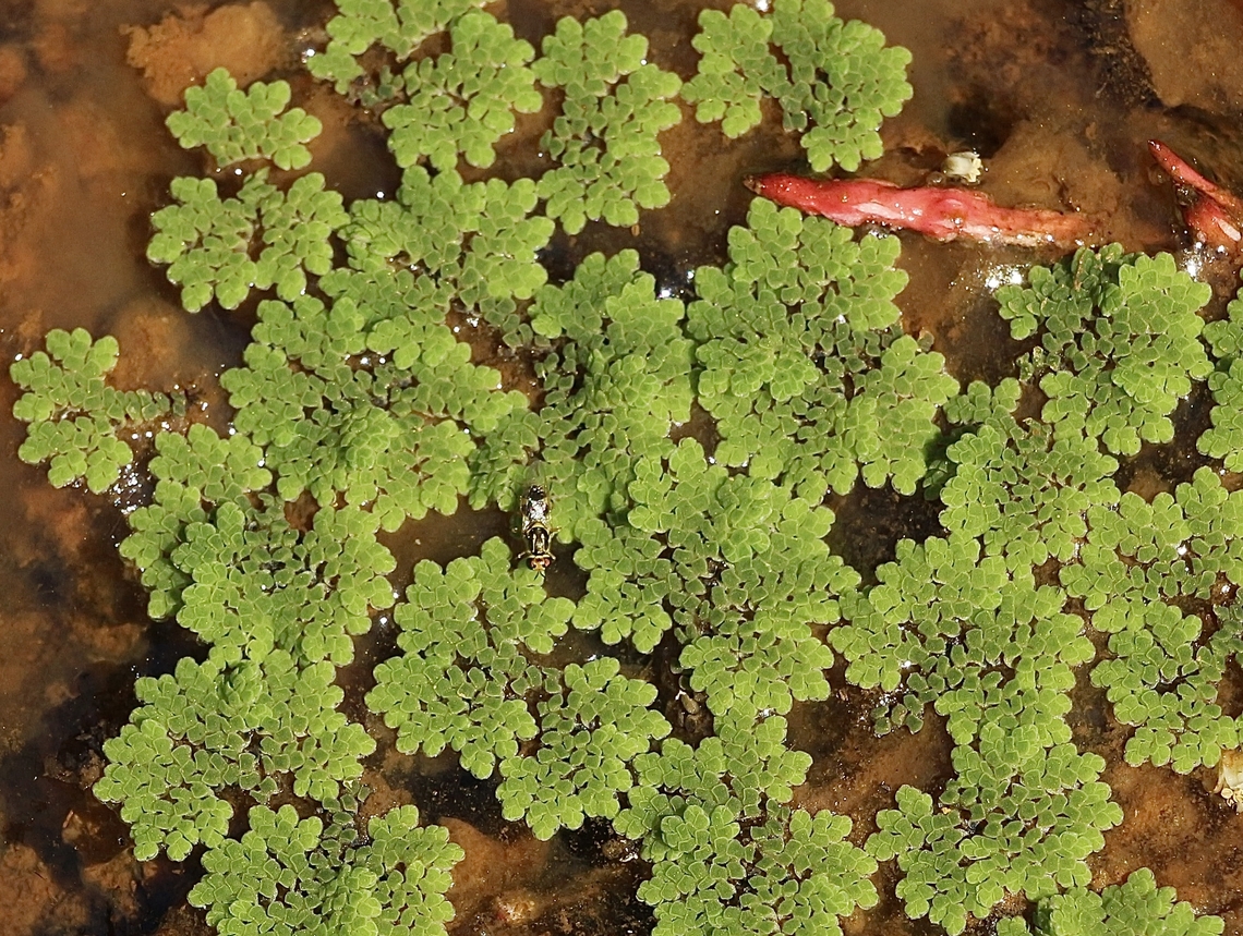 Mexican Mosquito Fern - Azolla microphylla The little wasp or bee in the centre is a bonus. Azolla microphylla,California,Eamw flora,Fall,Geotagged,Mexican Mosquito Fern,United States