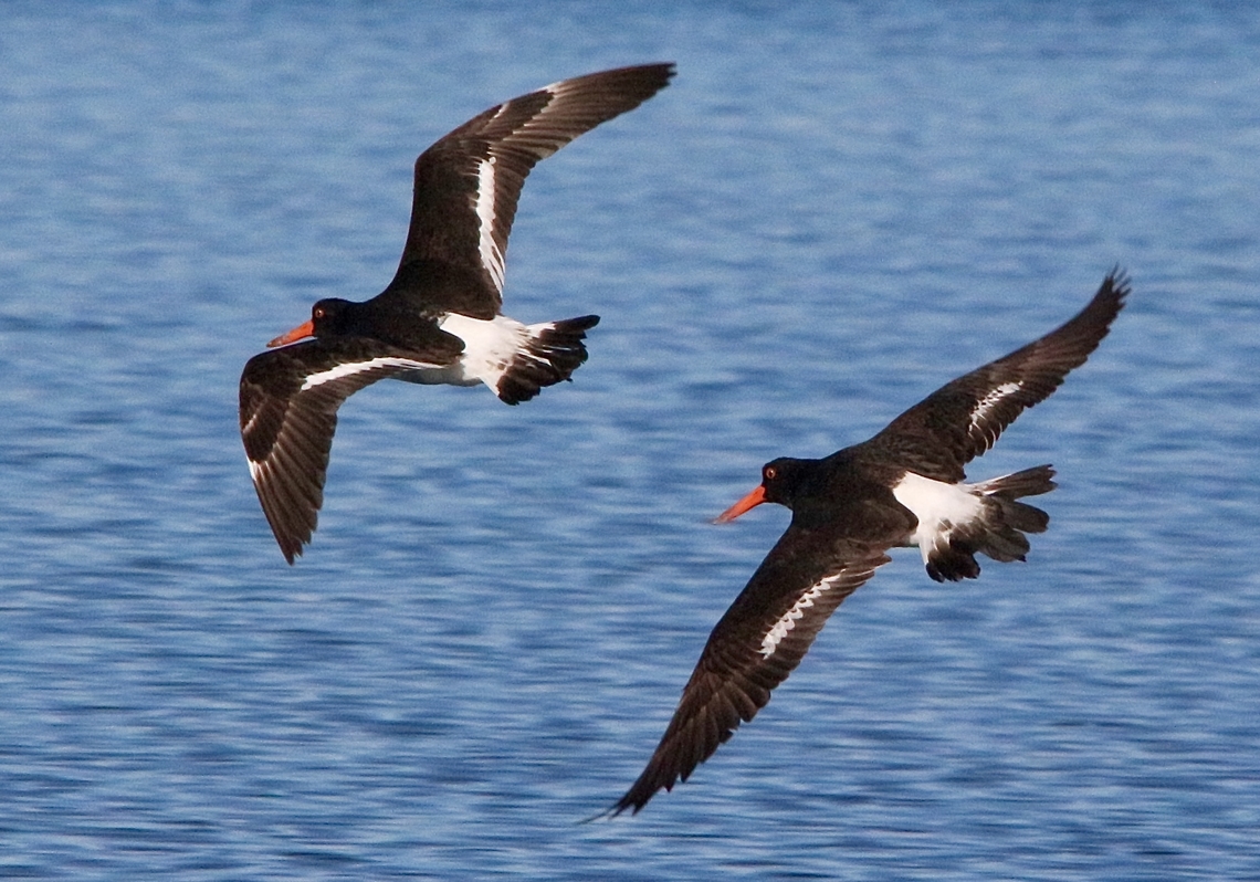 Pied oystercatcher- Haematopus longirostris  Australia,Eamw birds,Geotagged,Haematopus longirostris,Lake Entrance,Pied oystercatcher,Winter