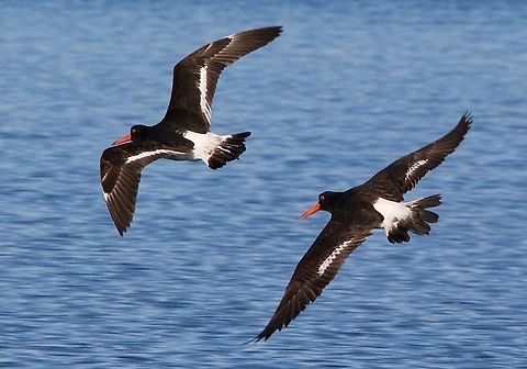 Pied oystercatcher- Haematopus longirostris  Australia,Eamw birds,Geotagged,Haematopus longirostris,Lake Entrance,Pied oystercatcher,Winter