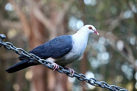 White-headed - pigeon - Columba leucomela  Australia,Columba leucomela,Eamw birds,Geotagged,Spring,White-headed pigeon