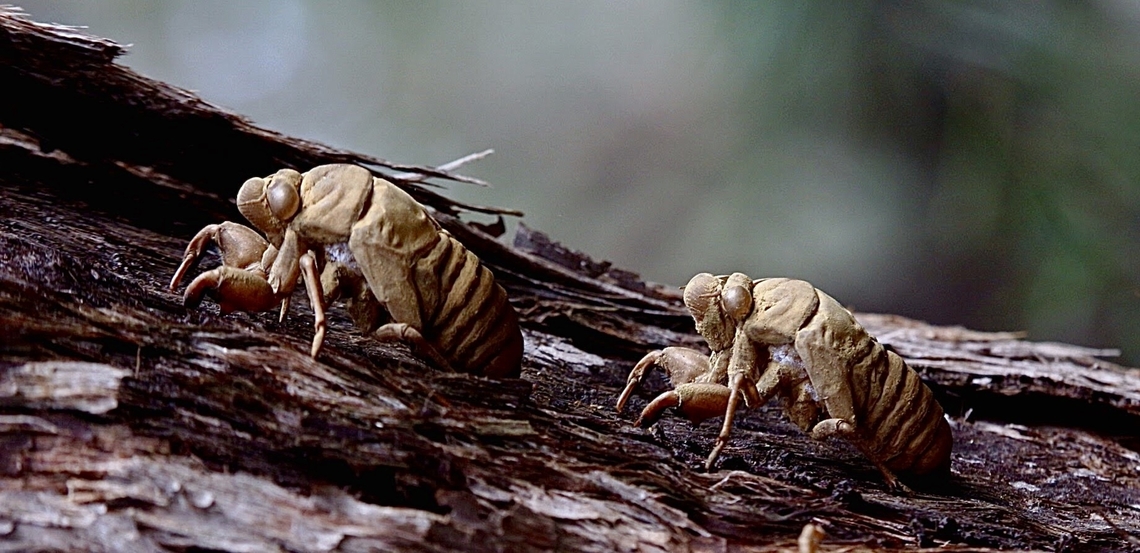 Scin castings of unidentified cicada species Two monsters coming for you Australia,Eamw cicadas,Geotagged,North Nowra Nsw,Winter