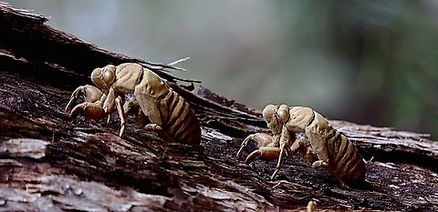 Scin castings of unidentified cicada species Two monsters coming for you Australia,Eamw cicadas,Geotagged,North Nowra Nsw,Winter
