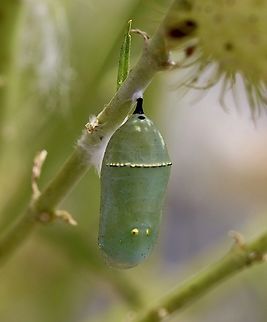 Chrysalis of Monarch butterfly - Danaus plexippus  Australia,Danaus plexippus,Eamw butterflies,Eamw pupae,Geotagged,Monarch butterfly,South Australia butterflies,Summer