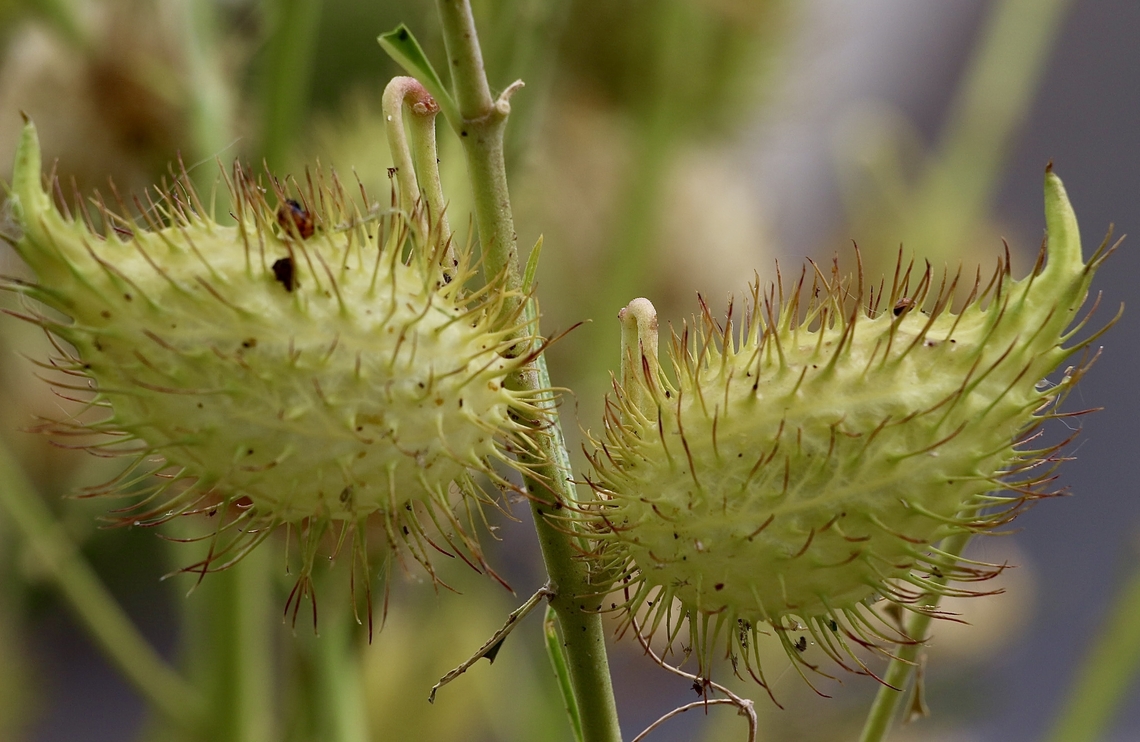 Swan plant - Gomphocarpus fruticosus) Host plant for the Monarch butterfly. Australia,Eamw flora,Geotagged,Gomphocarpus fruticosus),Summer,Tandura SA