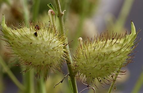 Swan plant - Gomphocarpus fruticosus) Host plant for the Monarch butterfly. Australia,Eamw flora,Geotagged,Gomphocarpus fruticosus),Summer,Tandura SA