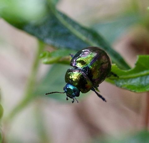 Hop-bush Leaf Beetle - Callidemum hypochalceum  Australia,Callidemum hypochalceum,Eamw beetles,Geotagged,Port Elliot SA,Summer