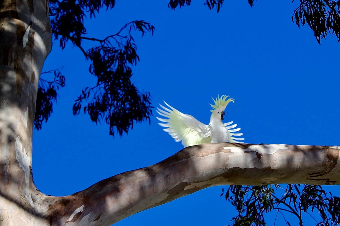 Sulphur-crested Cockatoo - Cacatua galerita Several captions would fit but - hallo to everyone might be ok.<br />
This one considered the nearest eucalyptus tree to the Sydney opera house it&rsquo;s home. Australia,Cacatua galerita,Eamw birds,Geotagged,Sulphur-crested Cockatoo,Sydney,Winter
