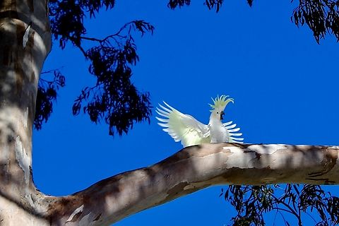 Sulphur-crested Cockatoo - Cacatua galerita Several captions would fit but - hallo to everyone might be ok.
This one considered the nearest eucalyptus tree to the Sydney opera house it’s home. Australia,Cacatua galerita,Eamw birds,Geotagged,Sulphur-crested Cockatoo,Sydney,Winter
