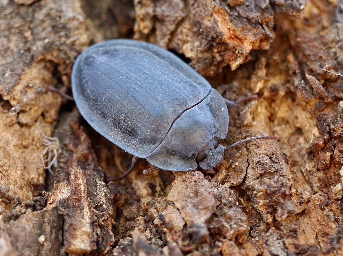 Blue pie-dish beetle -Pterohelaeus peltatus Found living under eucalyptus trees bark. Australia,Eamw beetles,Geotagged,Pterohelaeus peltatus,South Australia,Spring,Willunga SA