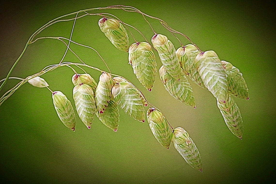 Greater Quaking Grass - Briza maxima  Australia,Briza maxima,Eamw flora,Geotagged,Greater Quaking Grass,Nowra Nsw,Spring