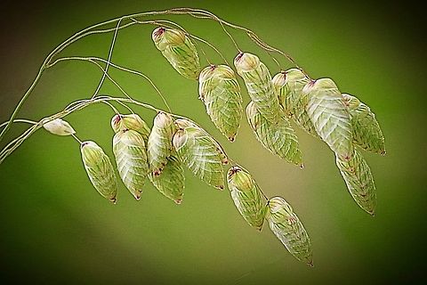 Greater Quaking Grass - Briza maxima  Australia,Briza maxima,Eamw flora,Geotagged,Greater Quaking Grass,Nowra Nsw,Spring