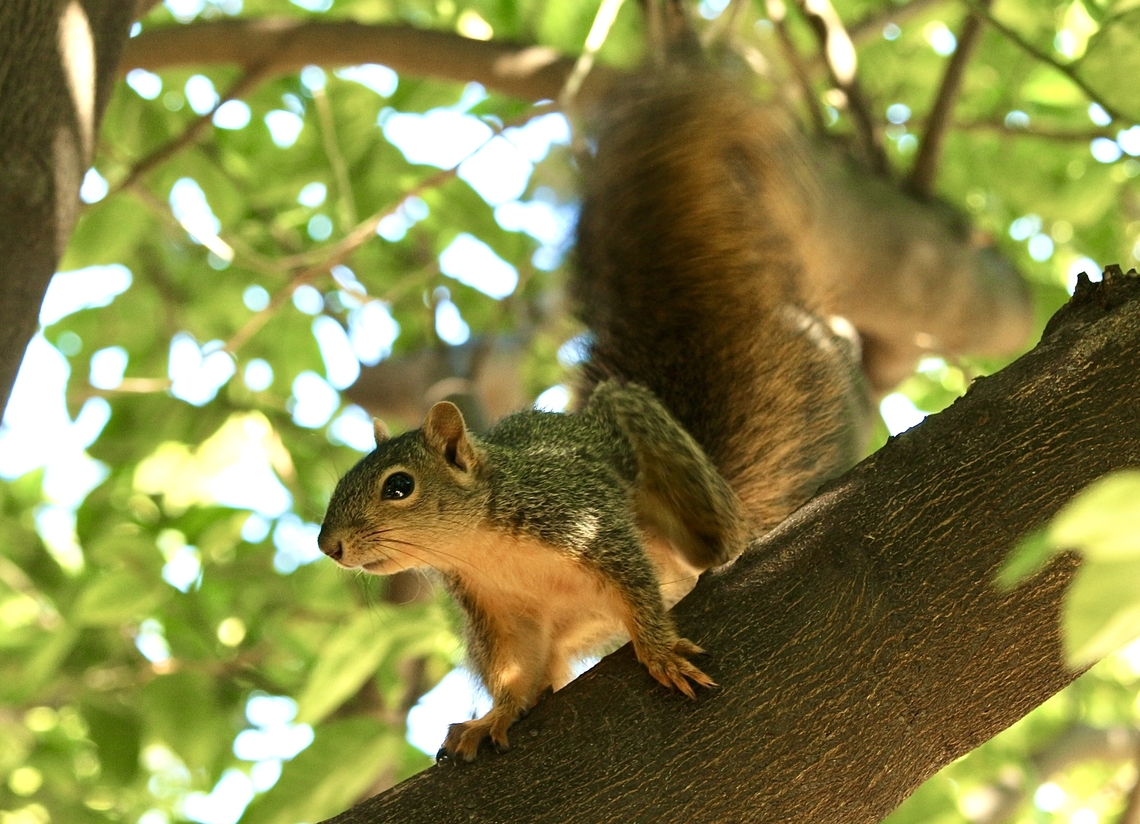 Fox Squirrel - Sciurus niger  Eamw mammals,Eamw rodents,Eamw squirrels,Fall,Fox squirrel,Geotagged,Sciurus niger,United States