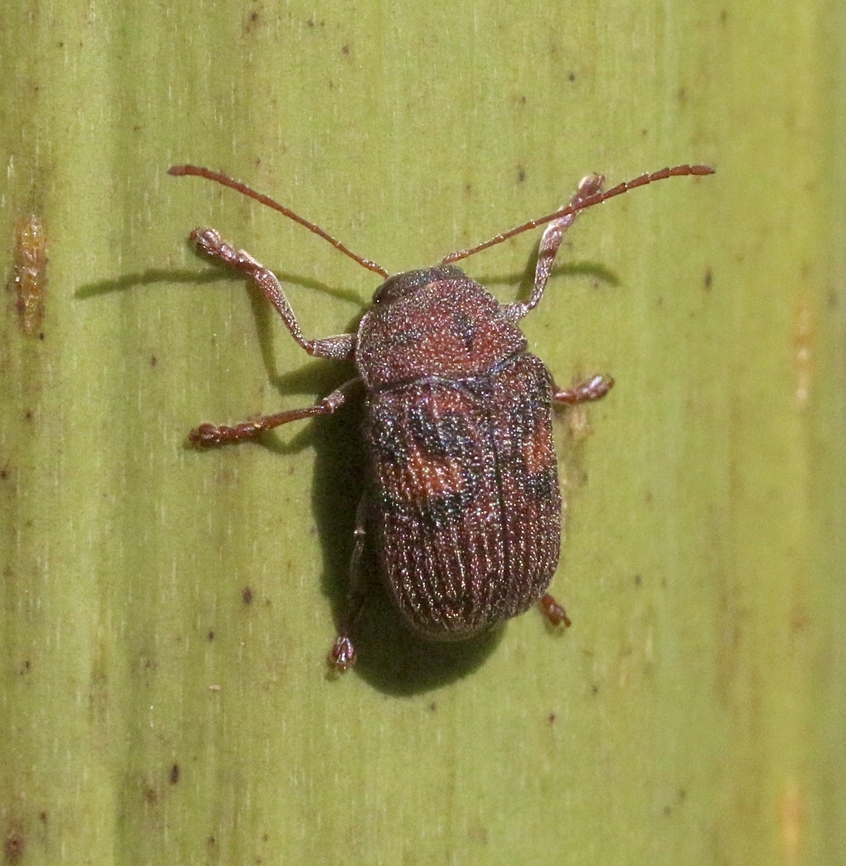 Genus - Edusella  Australia,Eamw leaf beetles,Geotagged,Spring