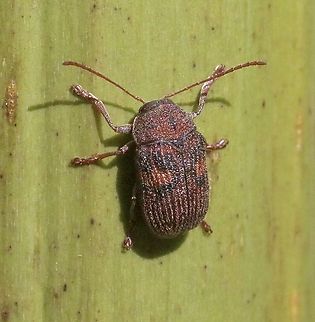 Genus - Edusella  Australia,Eamw leaf beetles,Geotagged,Spring