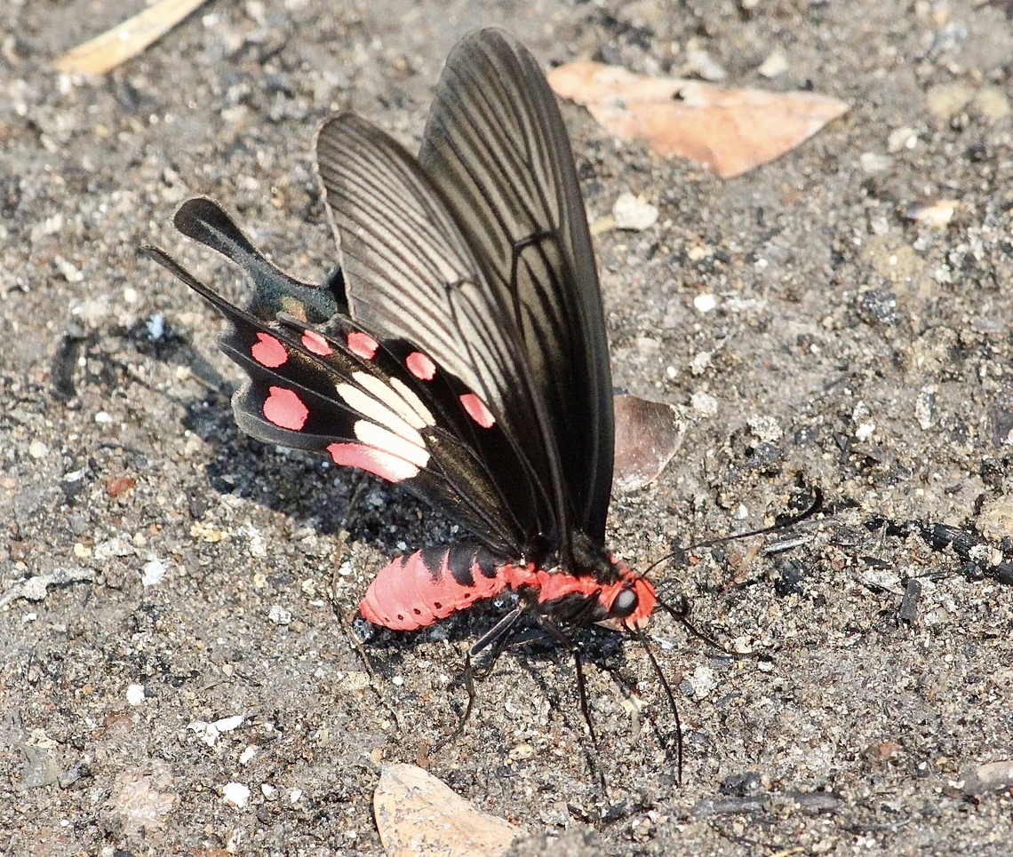 Common Rose Swallowtail - Pachliopta aristolochiae  Common Rose Swallowtail,Eamw butterflies,Geotagged,Pachliopta aristolochiae,Spring,Vietnam