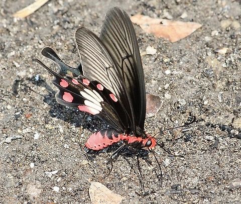 Common Rose Swallowtail - Pachliopta aristolochiae  Common Rose Swallowtail,Eamw butterflies,Geotagged,Pachliopta aristolochiae,Spring,Vietnam