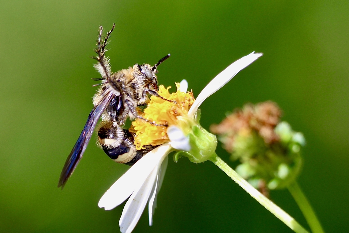 Toltec Scoliid Wasp - Dielis tolteca  Dielis tolteca,Eamw wasps,Flowers,Geotagged,Summer,Toltec scoliid wasp,United States