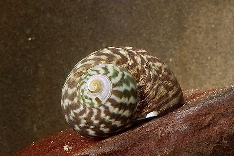 Common Warrener - Lunella undulata  Australia,Common Warrener,Eamw marine invertebrates,Encounter Bay SA,Fall,Geotagged,Lunella undulata