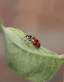 Adonis ladybird - Hippodamia variegata  Adonis ladybird,Australia,Eamw beetles,Encounter Bay SA,Fall,Geotagged,Hippodamia variegata