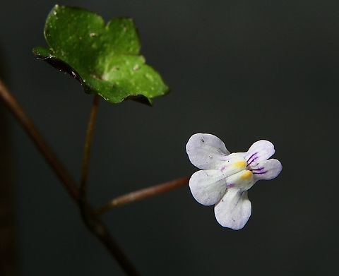 Ivy-leaved Toadflax - Cymbalaria muralis  Australia,Cymbalaria muralis,Eamw flora,Encounter Bay SA,Fall,Geotagged,Ivy-leaved Toadflax