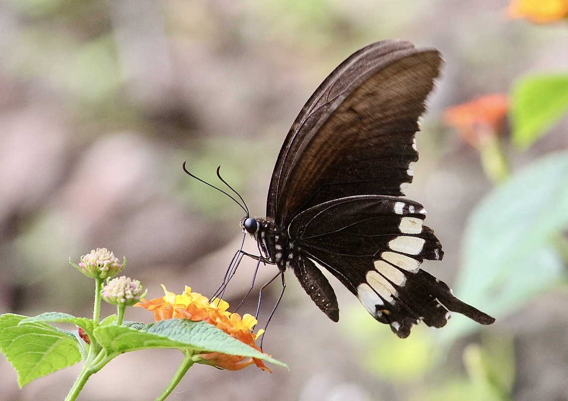 Common Mormon - Papilio polytes  Common Mormon,Eamw butterflies,Papilio polytes,Vietnam