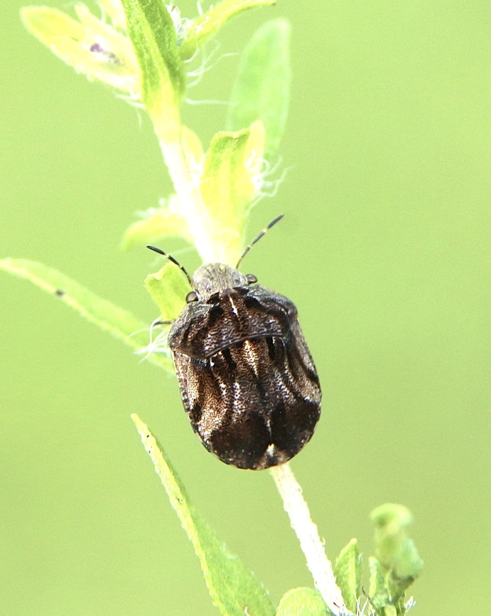 Homaemus proteus  Eamw shield bugs,Geotagged,Homaemus proteus,Summer,United States