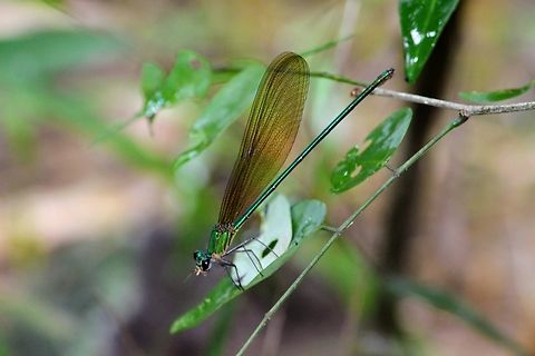 Clear-winged forest glory- Vestalis gracilis  Clear-winged forest glory,Eamw damselflies,Geotagged,Spring,Vestalis gracilis