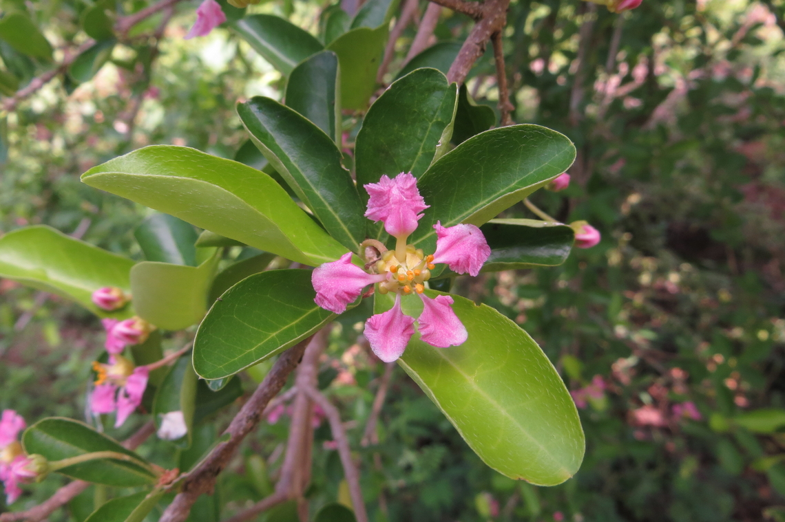 Genus - Malpighia        Possibly  Malpighia mexicana             <br />
<br />
       Members of the Malpighiaceae family are found in tropical and subtropical regions around the world. The greatest diversity of species is found in Central and South America, with some species also occurring in North America, Africa, Asia, and Australia. Within their range, they occupy a wide range of habitats, including rainforests, savannas, and dry forests. Some species are adapted to specific ecological niches, such as rocky cliffs or sandy soils. The distribution of the Malpighiaceae family is influenced by many factors, including climate, geology, and biotic interactions. Conservation efforts are important for many species within the Malpighiaceae family due to habitat loss, over- and other threats.   <br />
<a href="https://www.botanicohub.com/plant-families/malpighiaceae" rel="nofollow">https://www.botanicohub.com/plant-families/malpighiaceae</a> Eamw flora,Geotagged,Spring,Vietnam