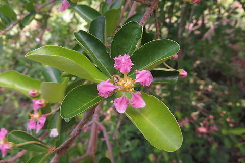 Genus - Malpighia        Possibly  Malpighia mexicana             

       Members of the Malpighiaceae family are found in tropical and subtropical regions around the world. The greatest diversity of species is found in Central and South America, with some species also occurring in North America, Africa, Asia, and Australia. Within their range, they occupy a wide range of habitats, including rainforests, savannas, and dry forests. Some species are adapted to specific ecological niches, such as rocky cliffs or sandy soils. The distribution of the Malpighiaceae family is influenced by many factors, including climate, geology, and biotic interactions. Conservation efforts are important for many species within the Malpighiaceae family due to habitat loss, over- and other threats.   
https://www.botanicohub.com/plant-families/malpighiaceae Eamw flora,Geotagged,Spring,Vietnam