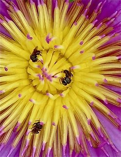 Stingless bees on succulent plant genus - Carpobrotus Not sure if the bees collect nectar or pollen. Australia,Eamw bees,Encounter Bay SA,Geotagged,Winter
