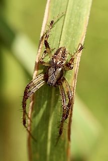 Spotted Orbweavers Genus Neoscona  Eamw spiders,Florida,Geotagged,Summer,United States