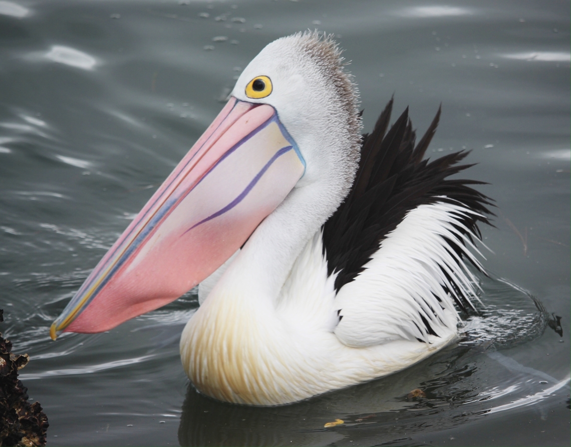 Australian Pelican - Pelecanus conspicillatus  Australia,Australian Pelican,Eamw birds,Geotagged,Oct 2017,Pelecanus conspicillatus,Saint Georges Basin NSW,Spring