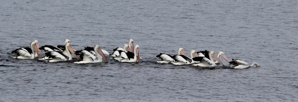 Australian pelicans Pelican fishing fleet. Australia,Australian Pelican,Eamw birds,Geotagged,Pelecanus conspicillatus,Pindimar NSW,Winter