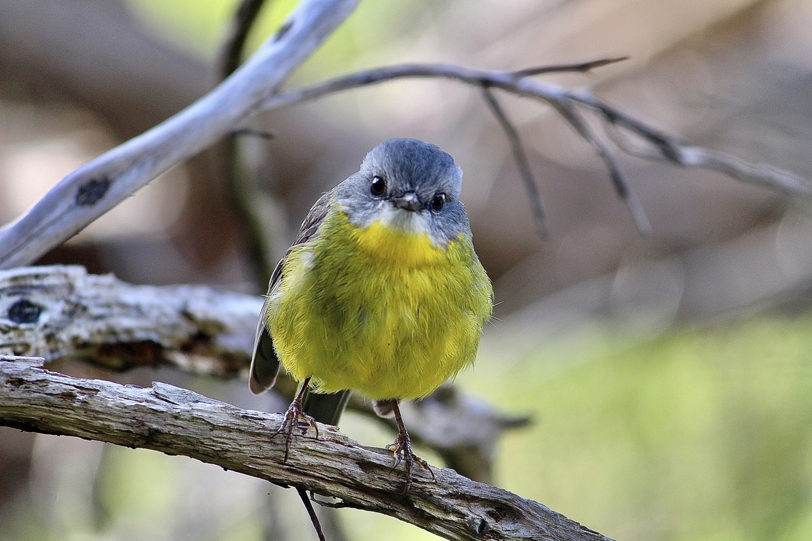 Eastern Yellow Robin - Eopsaltria australis Not shy at all. Eamw birds,Eastern Yellow Robin,Eopsaltria australis